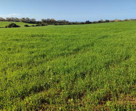 Terreno agricolo seminativo