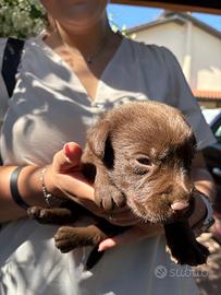 Labrador Retrievers chocolate