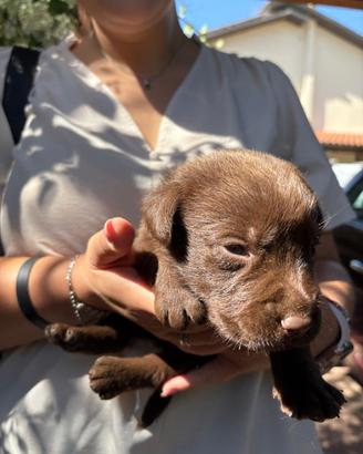 Labrador Retrievers chocolate