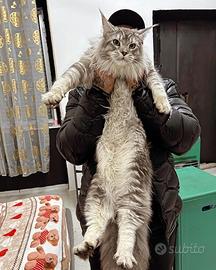 Maine CoonXXL (Allevamento cuccioli giganti)