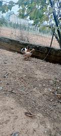 Galline