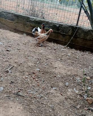 Galline