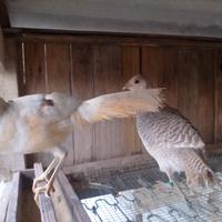 Fagiano giallo dorato