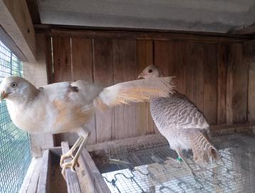 Fagiano giallo dorato