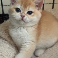 British shorthair black golden