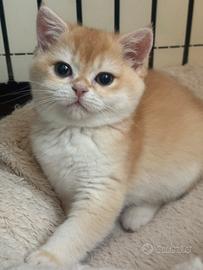 British shorthair black golden