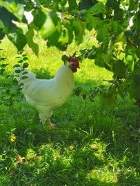 Gallo