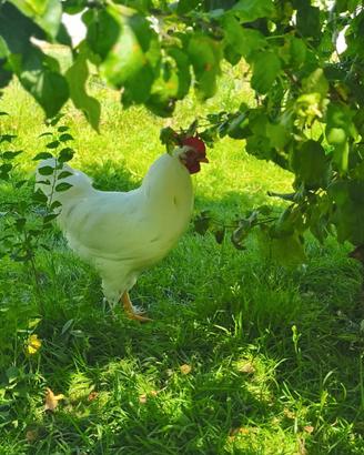 Gallo