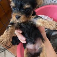 Cuccioli Yorkshire Terrier