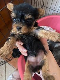 Cuccioli Yorkshire Terrier