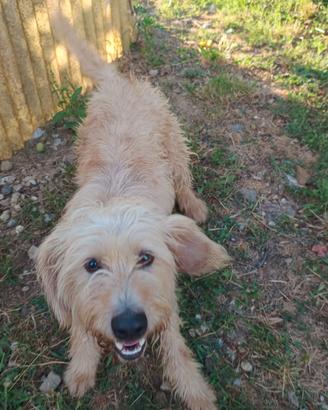 Cani meticci