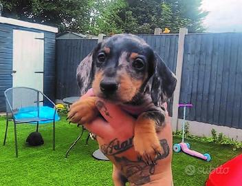 Cuccioli di bassotti merle femmine