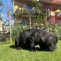 Femmina di micro bully