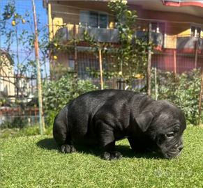 Femmina di micro bully