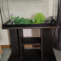 Acquario
