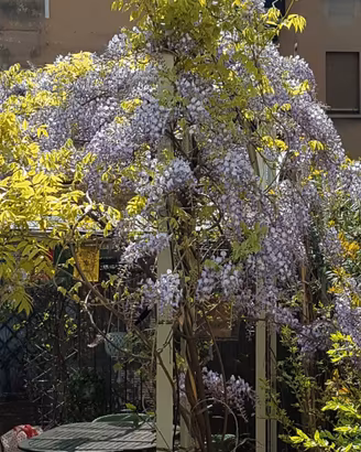 Piante varie 