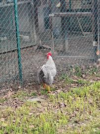 Gallo Amrock