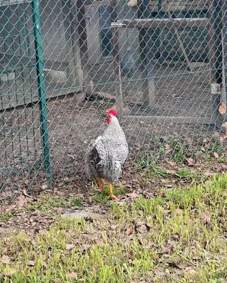 Gallo Amrock
