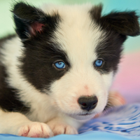 Cuccioli Yakutian Laika