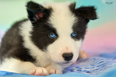 Cuccioli Yakutian Laika