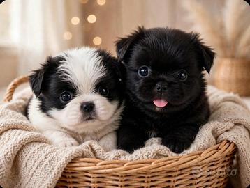 Cuccioli di Pechinese