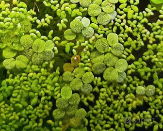 Salvinia minima