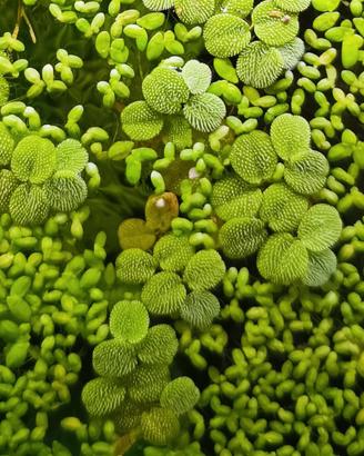 Salvinia minima