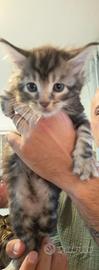 Cuccioli Maine coon