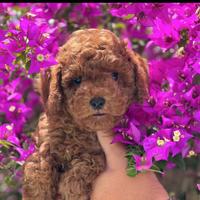 Cuccioli barboncini nani Red in promo