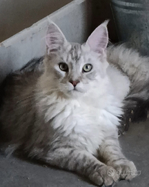 Maincoon Silverio shaded