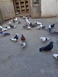 Piccioni da alto volo