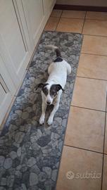 Meticcio da 10 kg colore bianco con macchie marron