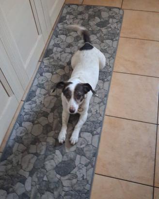 Meticcio da 10 kg colore bianco con macchie marron