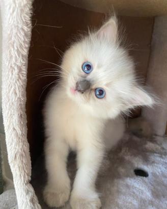 Gattina Ragdoll