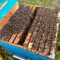 Nuclei sciami di api