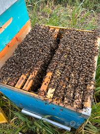 Nuclei sciami di api