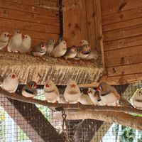 Diamantini Mandarino