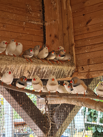 Diamantini Mandarino