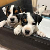 Parson Russell terrier
