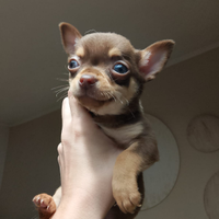 Cuccioli Chihuahua Toy