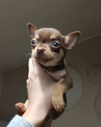 Cuccioli Chihuahua Toy