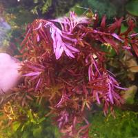 Rotala red blood pianta x acquario 