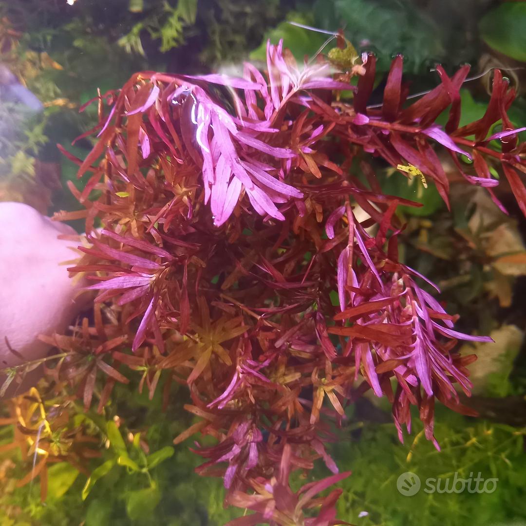 Rotala red blood pianta x acquario
