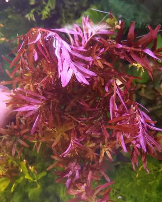 Rotala red blood pianta x acquario 
