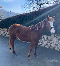 Puledra incrocio paint