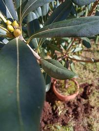 Albero Pianta Pitosforo 220 cm in vaso 