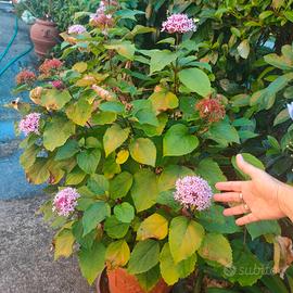 pianta clerodendro fiori rosa