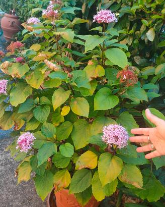 pianta clerodendro fiori rosa