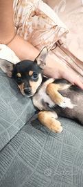 Chihuahua Pinscher