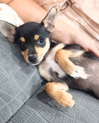 Chihuahua Pinscher